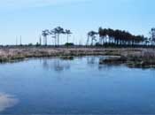 Marsh tidal area